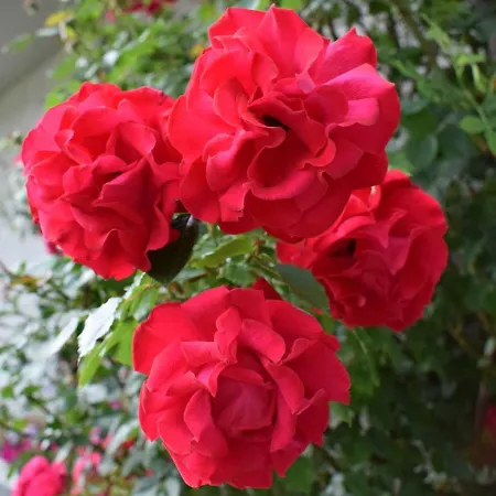 Farm stay Wachmann *