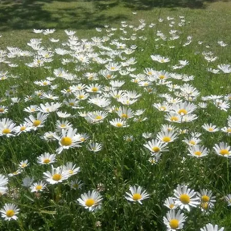 Wachmann Rohrbach am Kulm