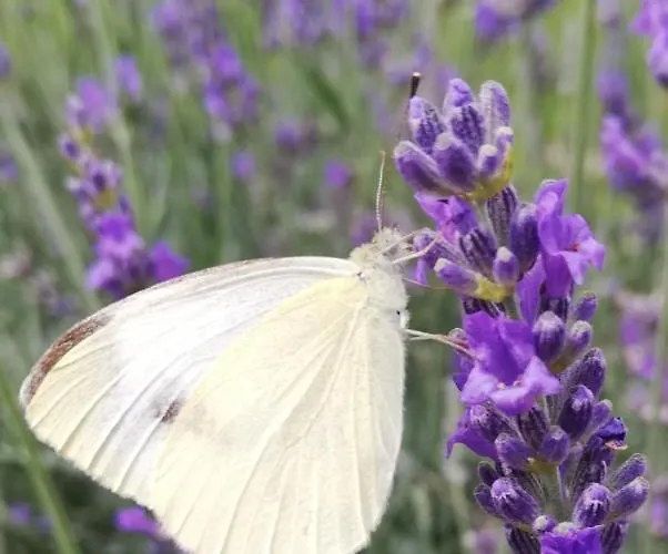 Wachmann Alojamento de Turismo Rural