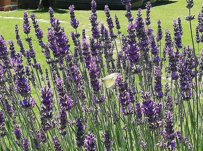 Alojamento de Turismo Rural Wachmann