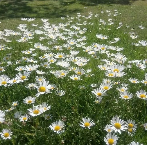 Wachmann Rohrbach am Kulm